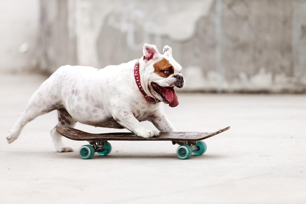 Amazon.com: Cool Bulldog Skateboarding to Skate Park Photo